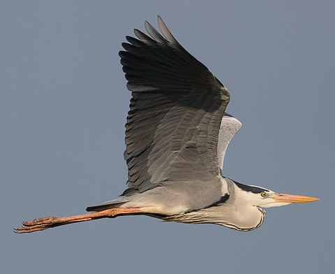 Grey Heron in flight